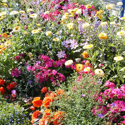 anchorage flower planting