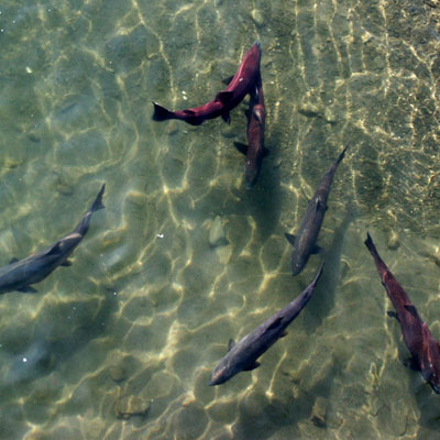 salmon in ship creek